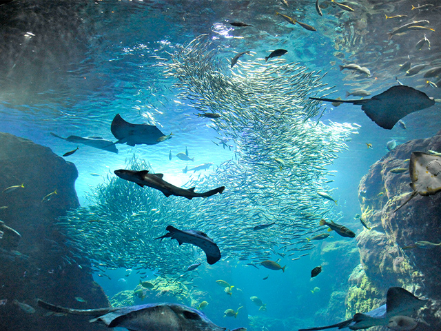 新江ノ島水族館